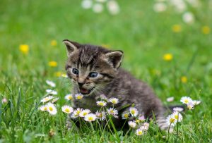 Kitten in field image